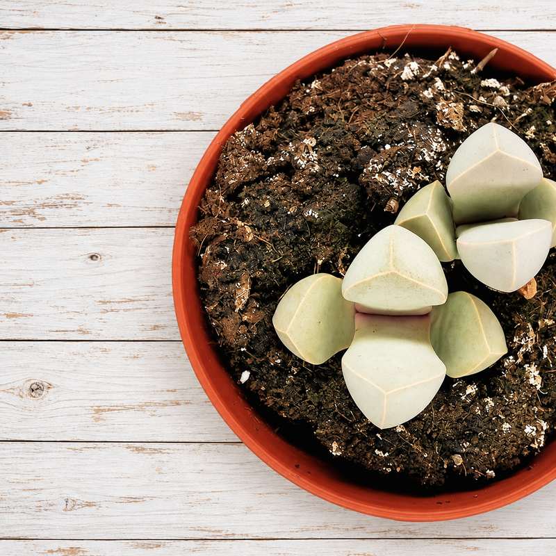 Lapidaria