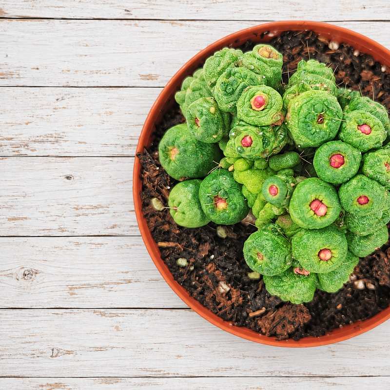 Mammillaria