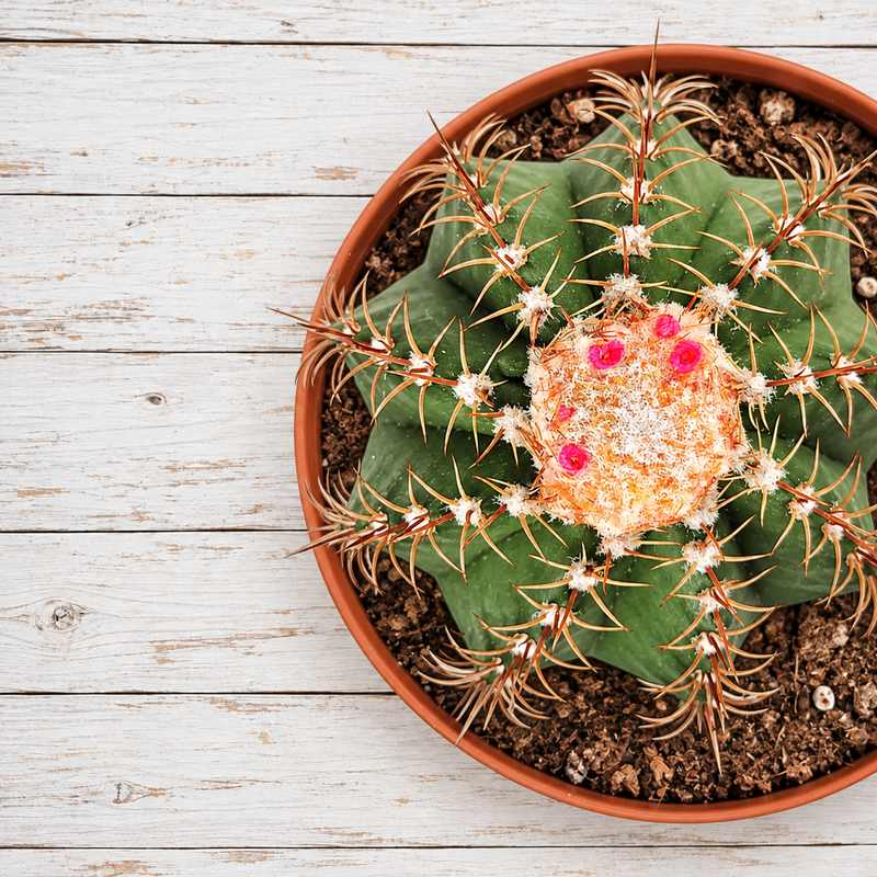 Melocactus