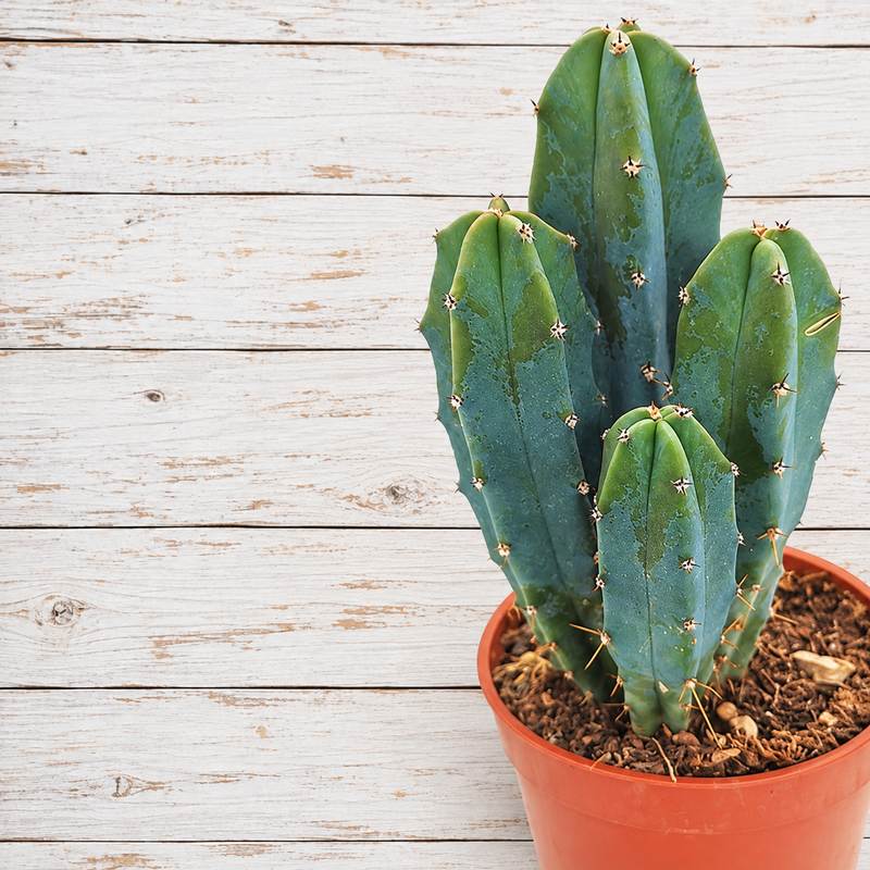 Myrtillocactus