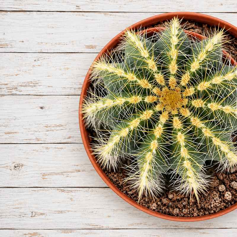 Notocactus