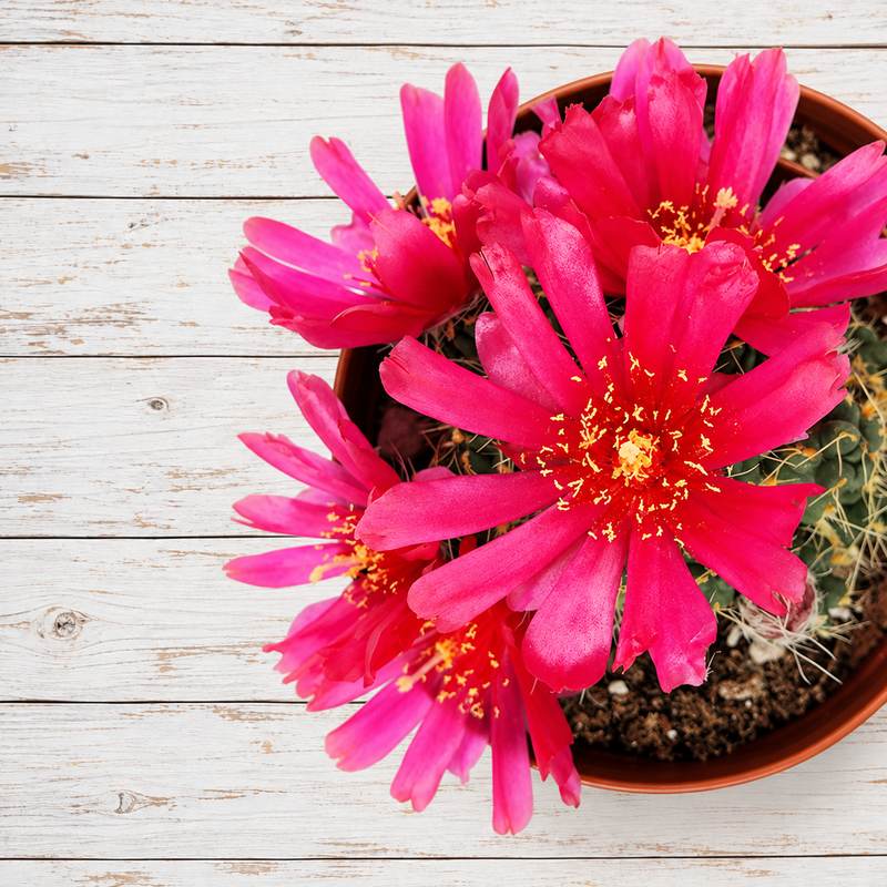 Opuntia