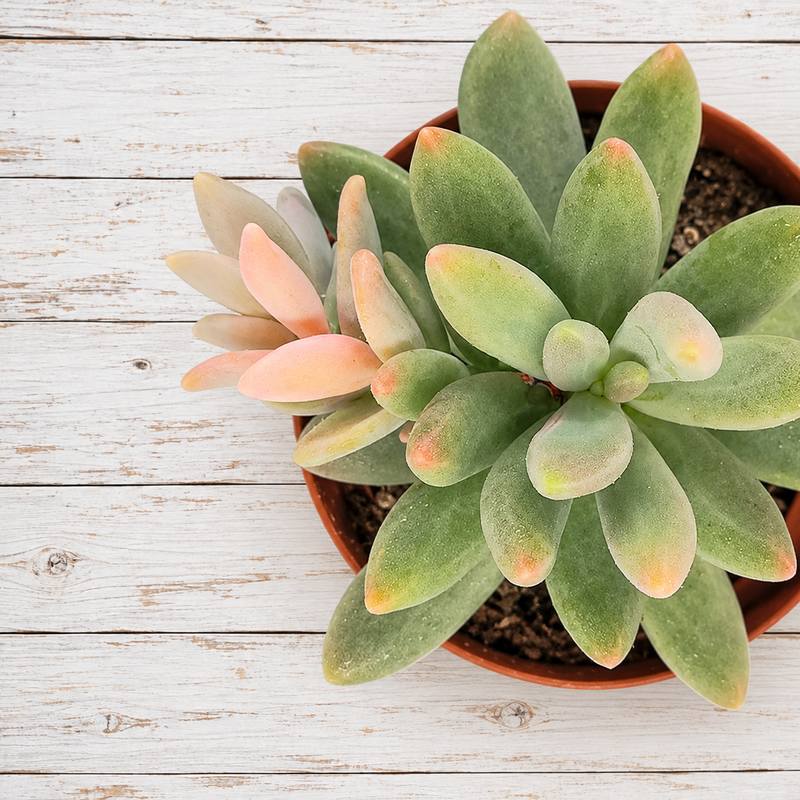 Pachyphytum