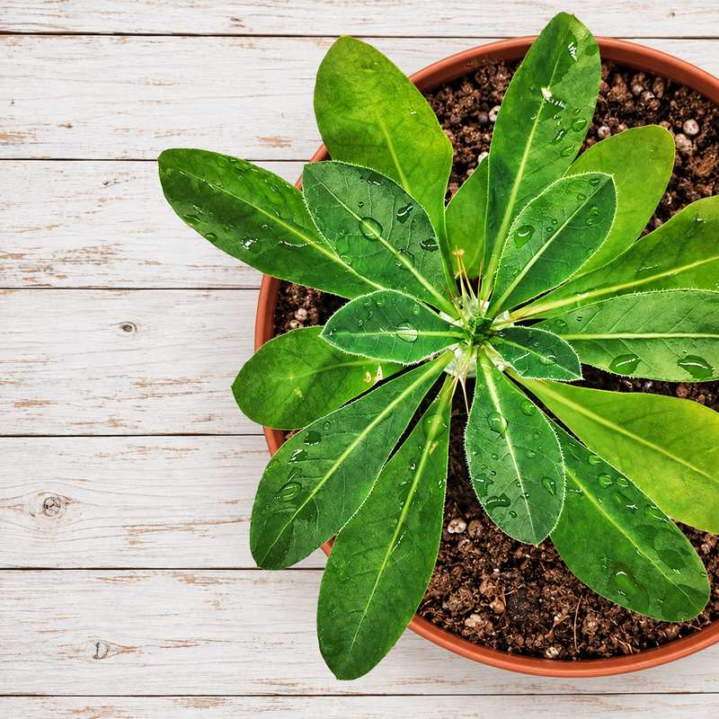 Pachypodium