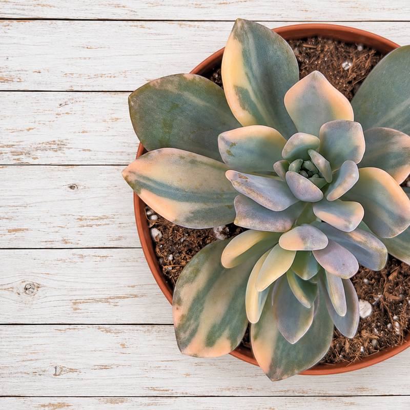 Pachyveria
