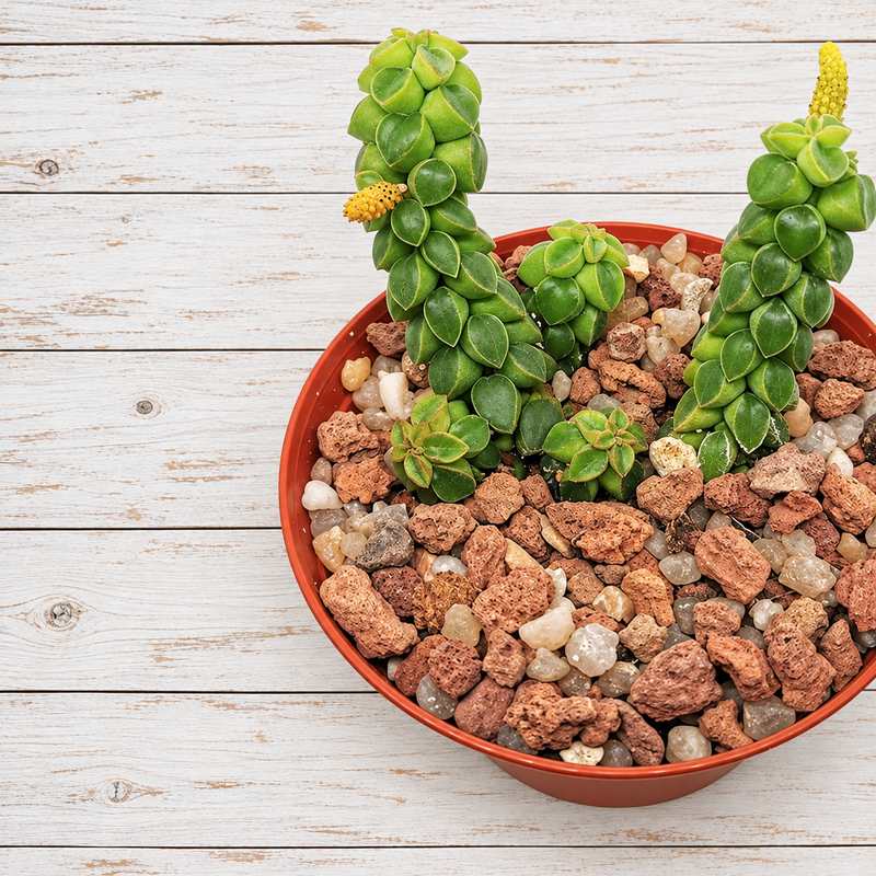 Peperomia