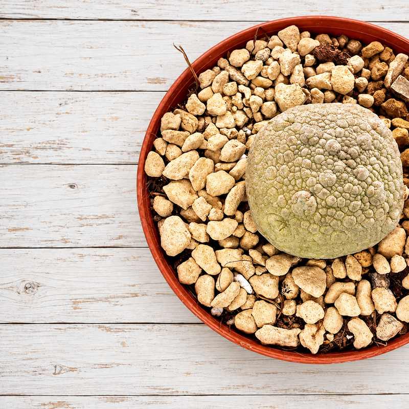 Pseudolithos
