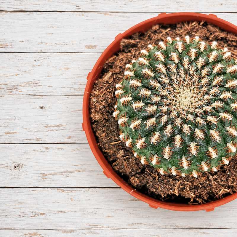 Rebutia