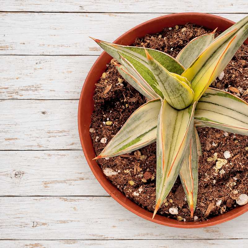 Sansevieria