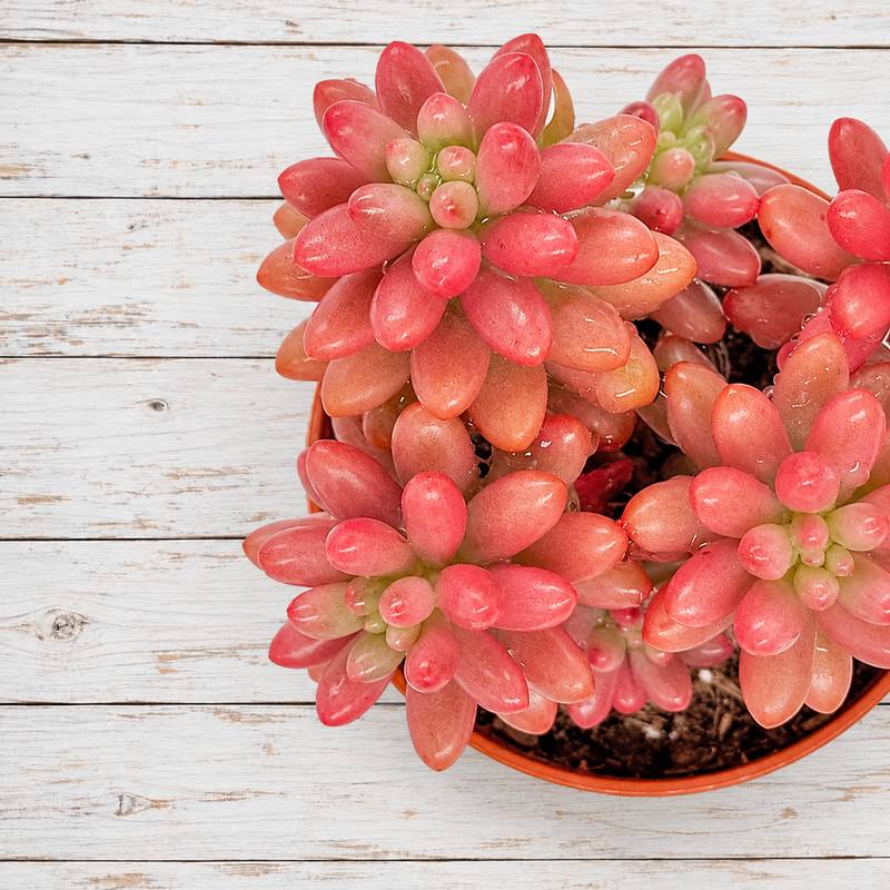 Sedum