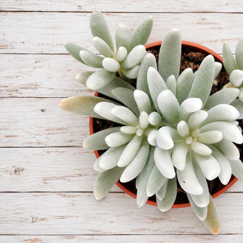 Senecio