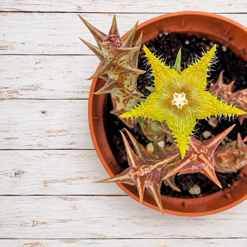 Stapelia