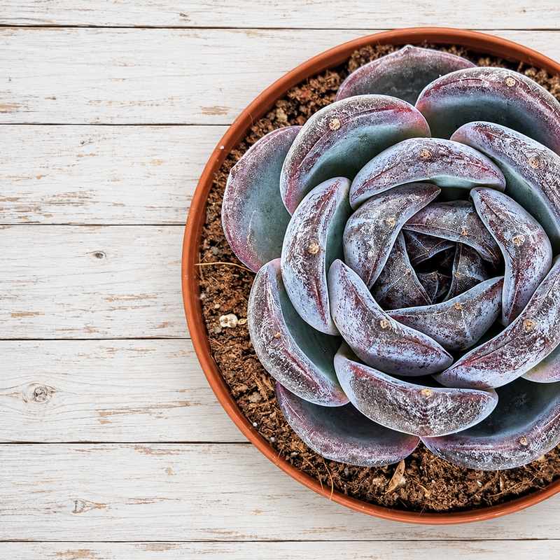 Suculentas Coreanas