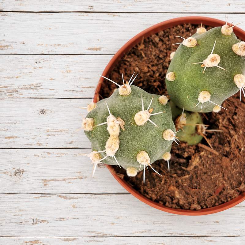Tephrocactus