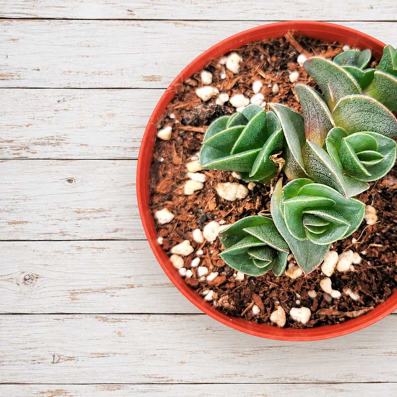 Tradescantia