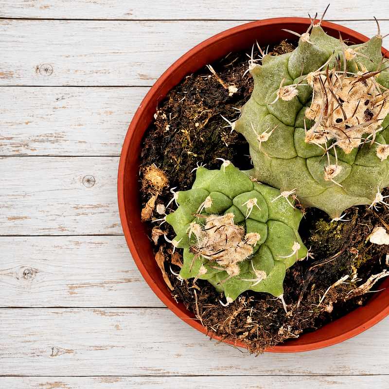 Turbinicarpus
