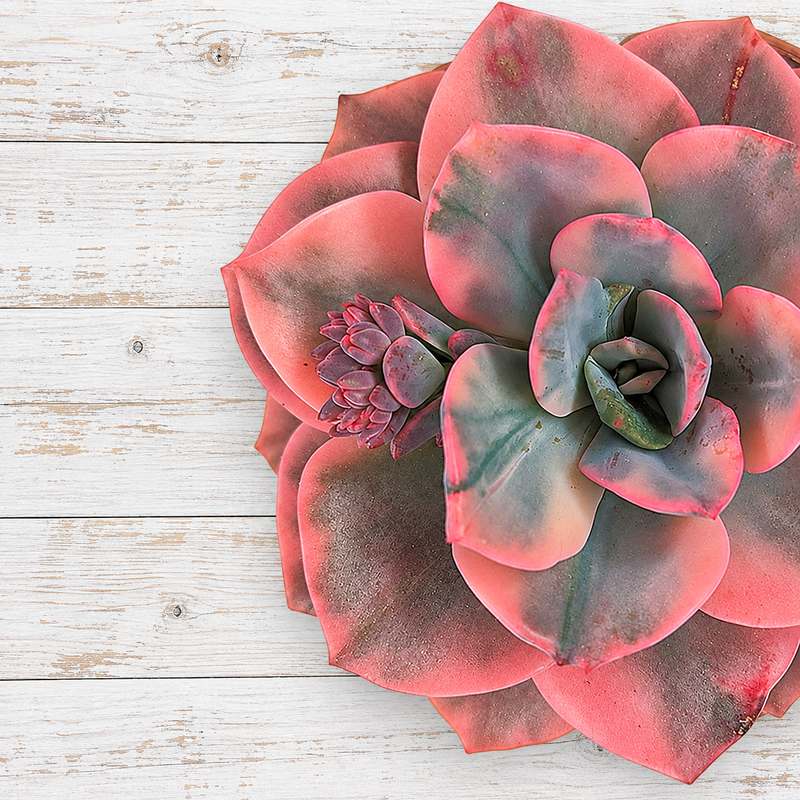Variegata